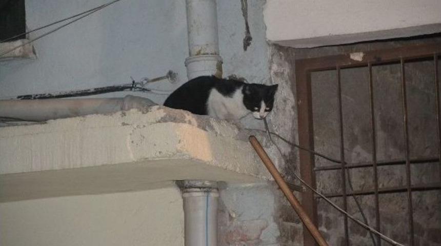 Esnaflar, Kedinin İnadını Kıramadı