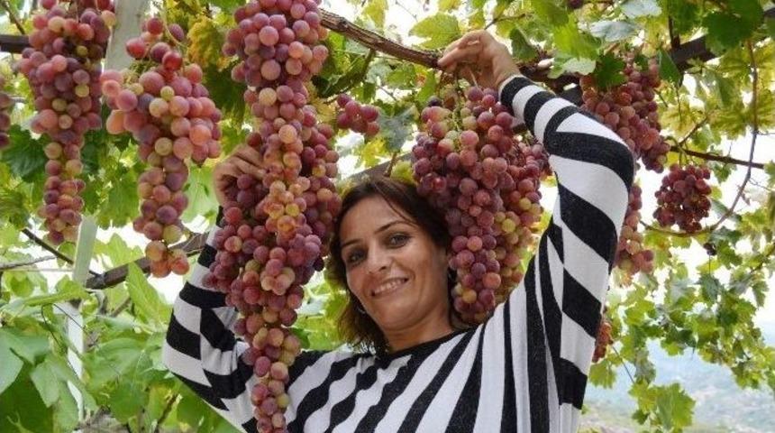 5 Kiloluk Ceviz &Uuml;z&uuml;m&uuml;n&uuml;n Salkımı 25 Tl&rsquo;den Alıcı Buluyor