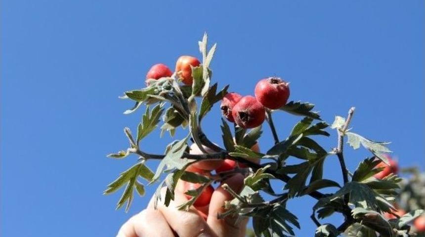 (&ouml;zel Haber) "alı&ccedil;" İ&ccedil;in 20 Kilometre Y&uuml;r&uuml;d&uuml;ler