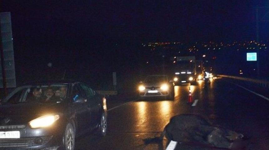 Otobana Fırlayan Manda Telef Oldu