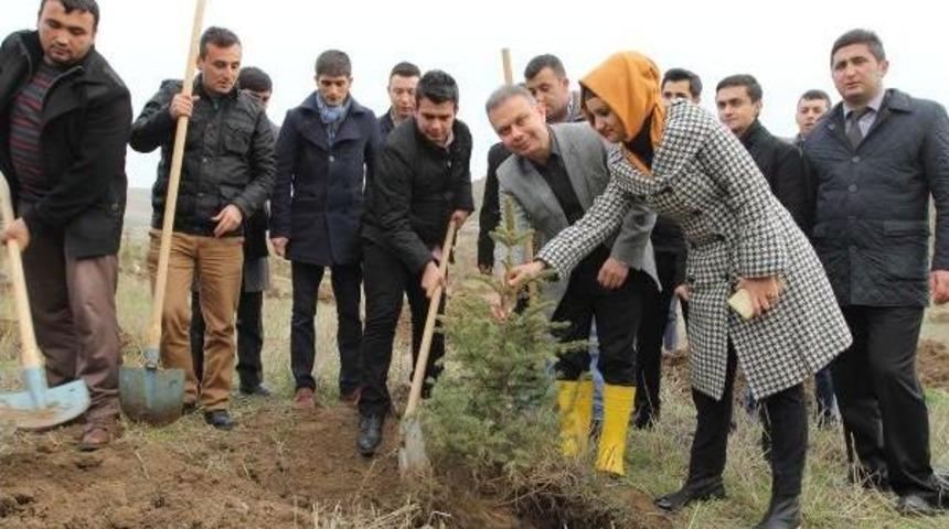 Kazan'da 741 Kişiden 741 Şeb-İ Arus Fidanı