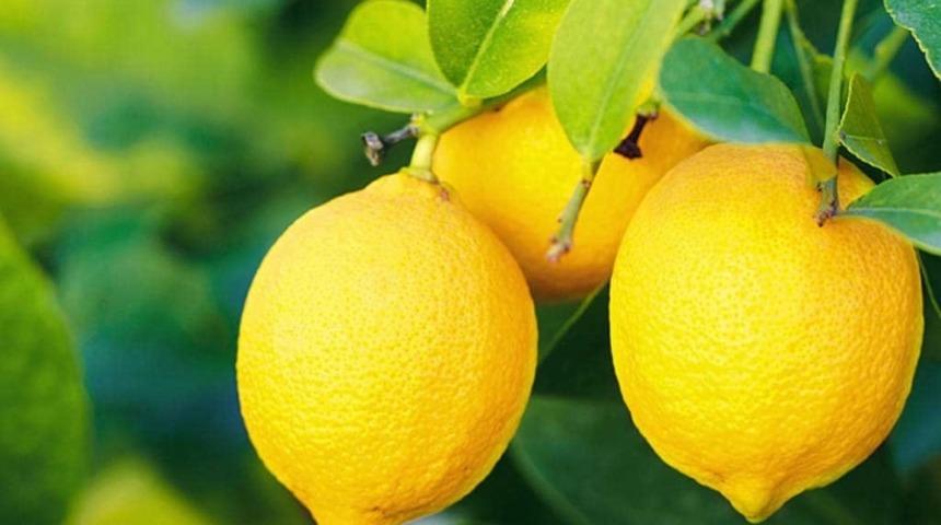 Limonları Kesip Komidinin Üstüne Koydu. Sonuç İnanılmaz!