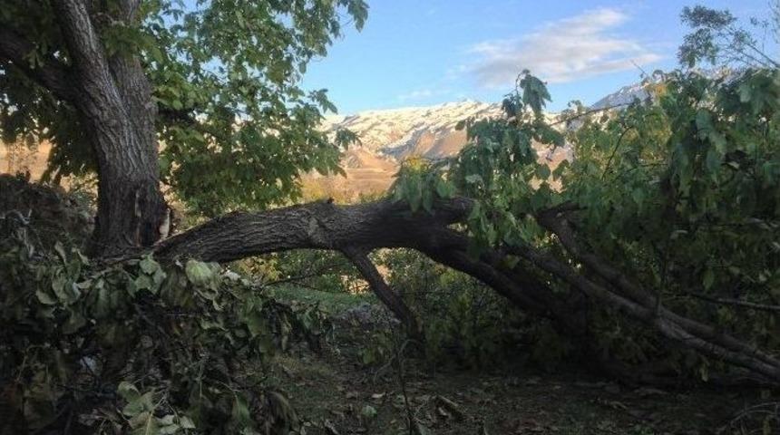 Kar Yağışı Ceviz Ağa&ccedil;larına Zarar Verdi