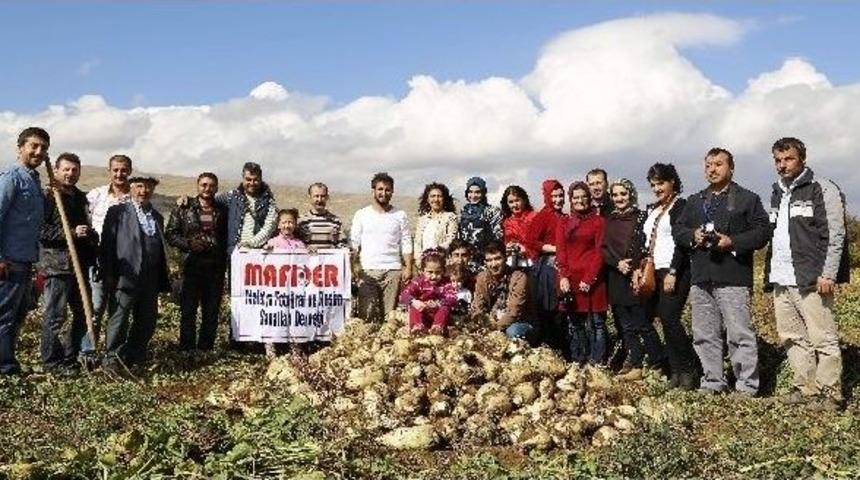 Elma Ve Pancar Hasadı Fotoğraflandı