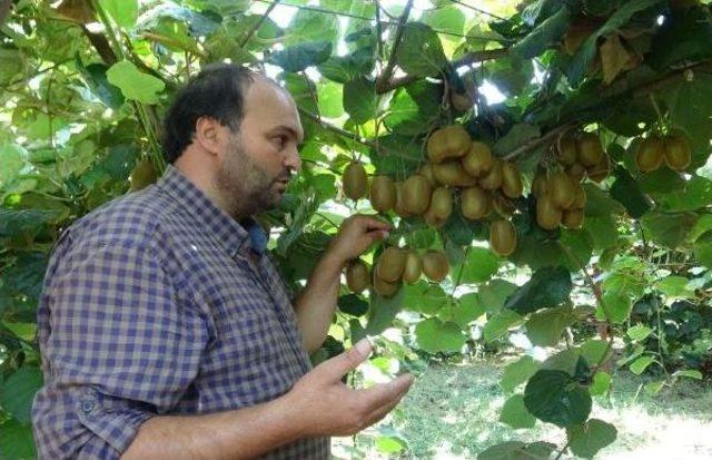 Silifke'de Yılın Ilk Kivi Hasadı Yapıldı