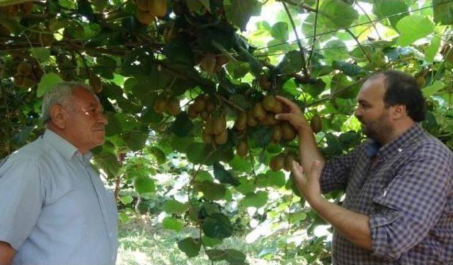 Silifke'de Yılın Ilk Kivi Hasadı Yapıldı