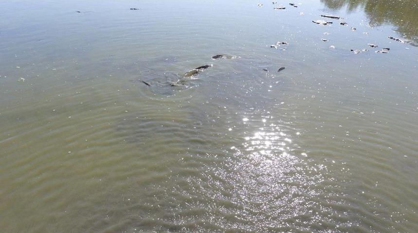 Vana Arızası Yüzlerce Balığın Telef Olmasına Yol Açtı