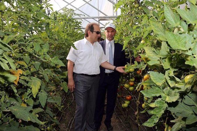 Aslandede Köyü’nde Hasat Zamanı