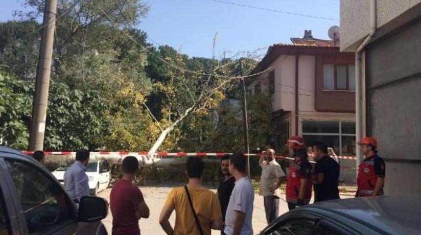 Kavak Ağacı Otomobilin &Uuml;zerine Devrildi