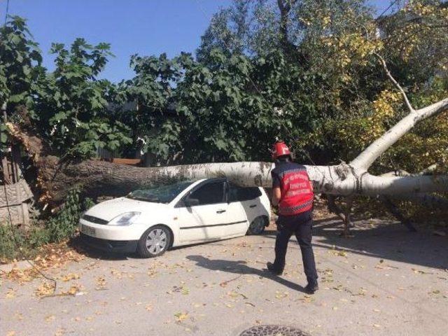 Kavak Ağacı Otomobilin Üzerine Devrildi