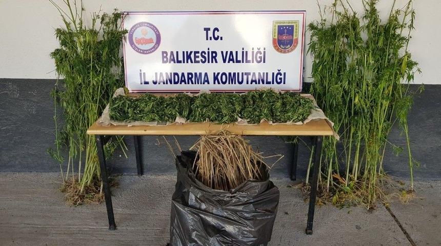 Jandarmadan Uyuşturucu Operasyonu: 2 G&ouml;zaltı