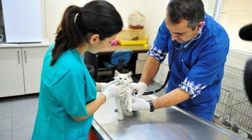 Sıcak Bir Yuva Onların Da Hakkı