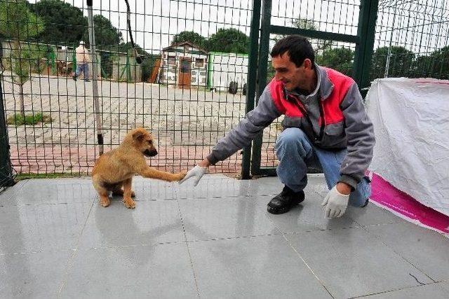 Sıcak Bir Yuva Onların Da Hakkı 2