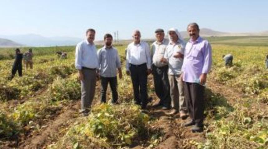 Bitlis, Fasulye &Uuml;retiminde Artık S&ouml;z Sahibi