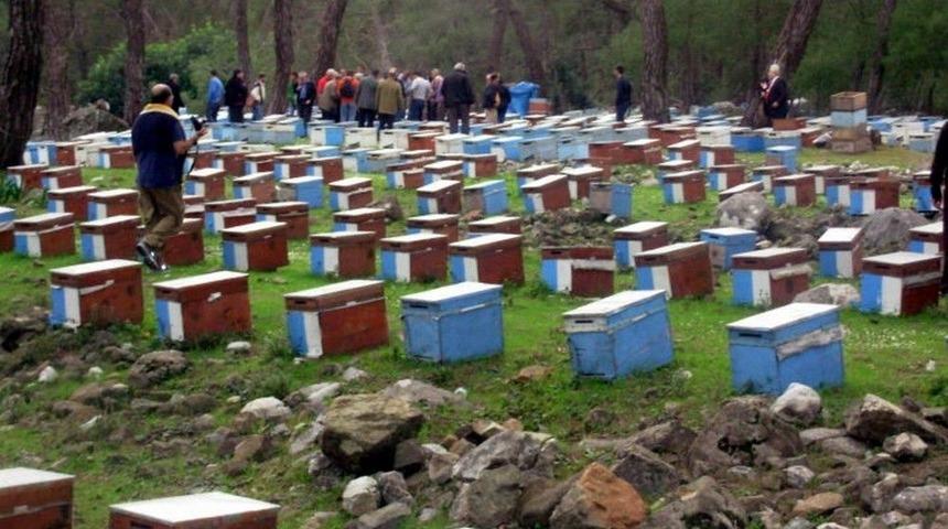Bal Üreticileri Umduğunu Bulamadı