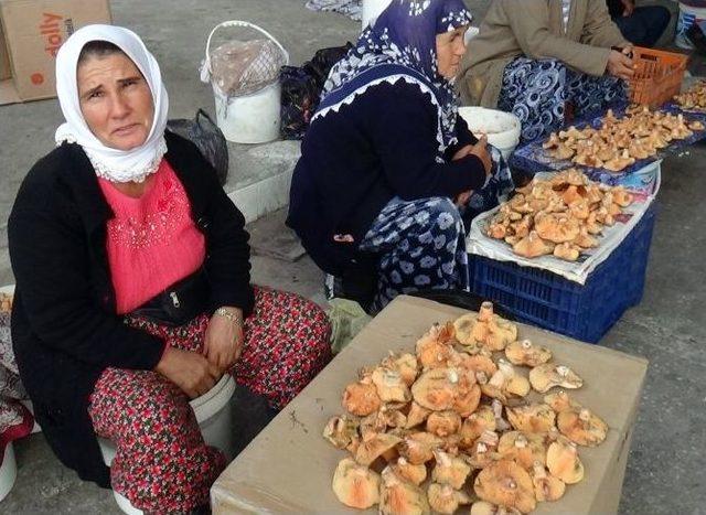 Ormanlara ‘zehirli Mantar’ Uyarı Tabelası