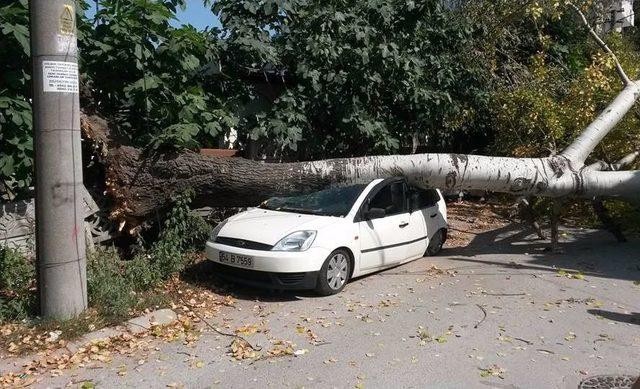 Ağaç Otomobilin Üzerine Devrildi