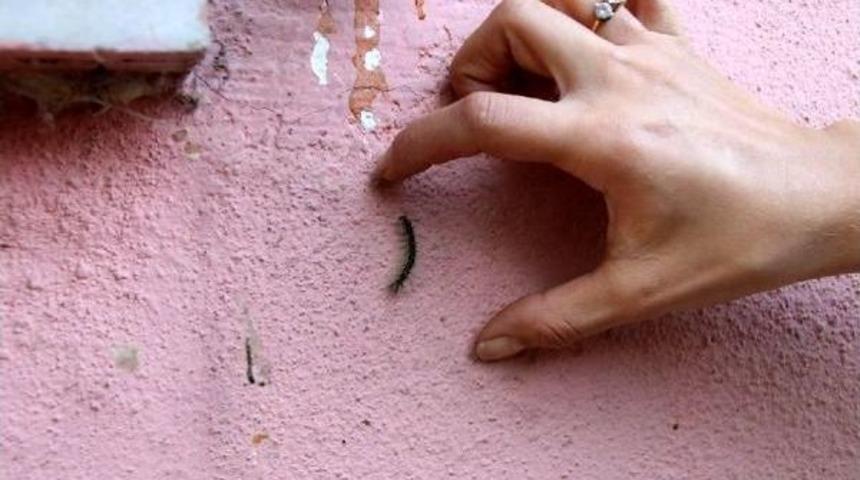 Beyaz Kelebekle M&uuml;cadele I&ccedil;in B&ouml;cek &Uuml;retim Merkezi Kurulacak