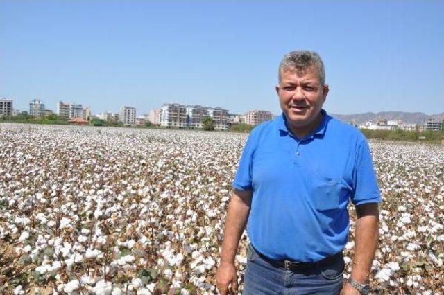 Pamuk Üreticisinin Fiyat Endişesi