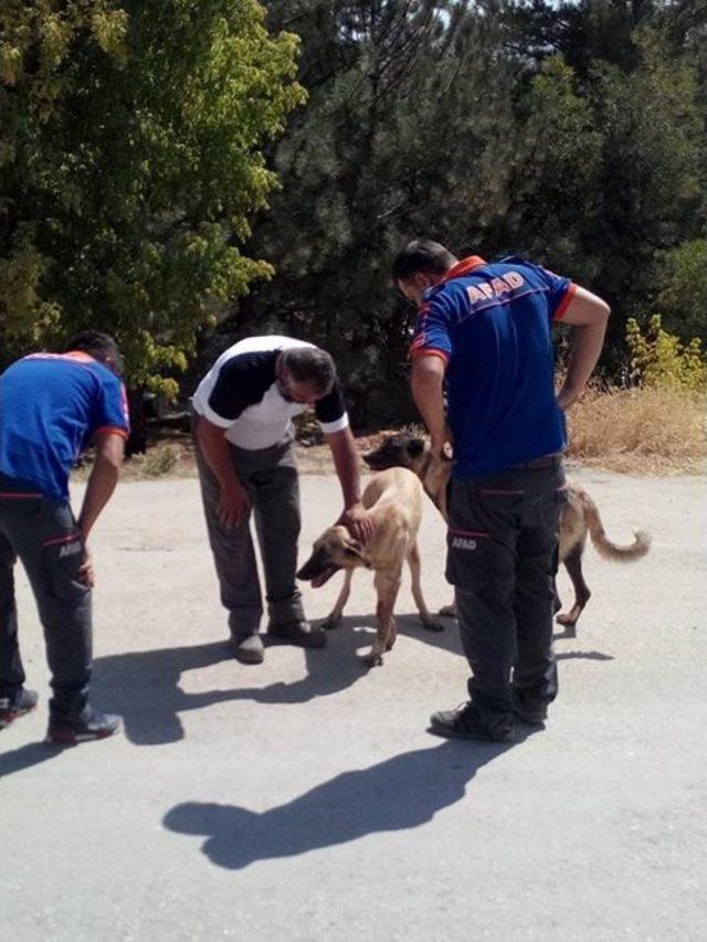 Tunceli’de Yaralı Köpeği Afad Ekibi Kurtardı