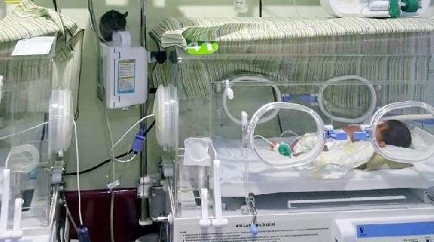 Şanlıurfa'da &Ouml;zel Bir Hastanenin Yeni Doğan Servisine Fare Girdi