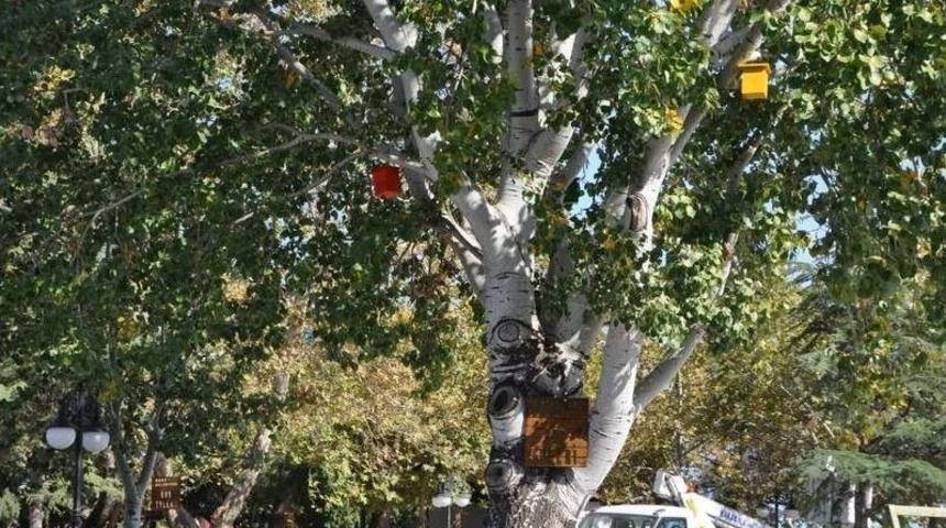 Karabiga Belediyesi Ağa&ccedil;lara Kuş Evleri Koydu