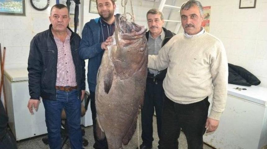 Saros&rsquo;ta 66,5 Kiloluk Dev Lağos Balığı