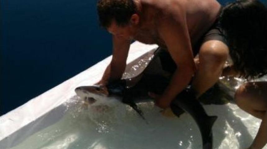 Turizme Hizmet Eden K&ouml;pek Balıkları Salıverildi