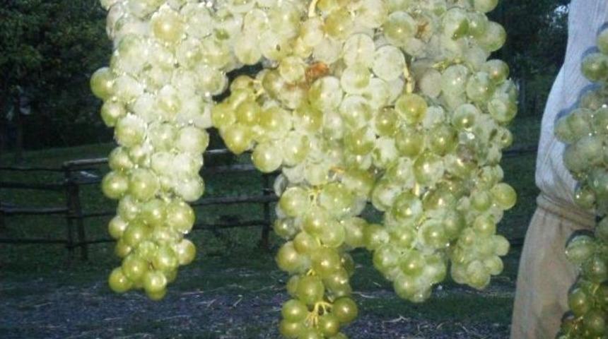 Giresun&rsquo;da &Uuml;z&uuml;m Ek Gelir Sağlayacak