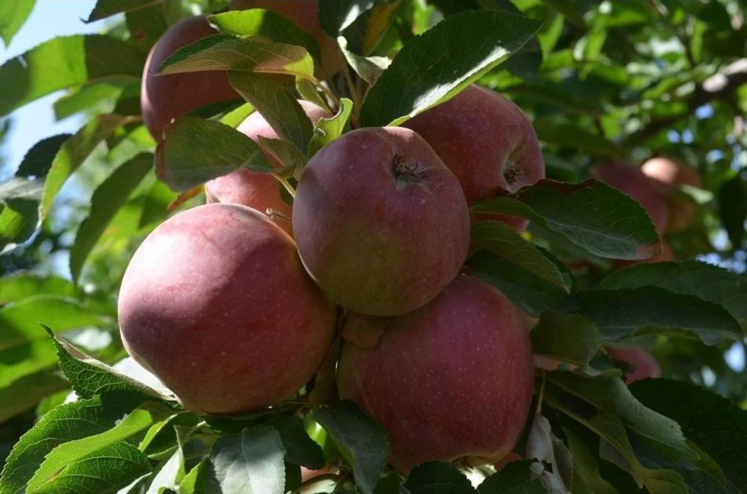Iğdır&rsquo;da Elma Dalında Kaldı