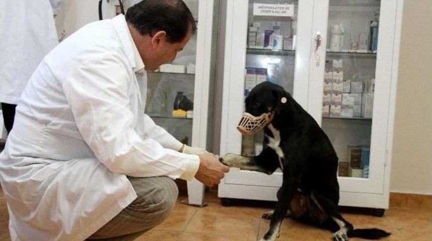 Kartal Belediyesi Sokak Hayvanlarına Sahip &Ccedil;ıkıyor