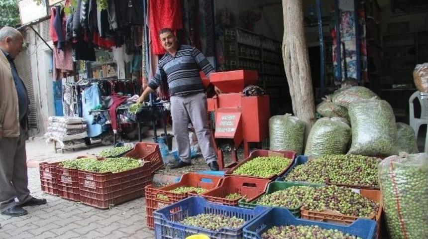 Kilislilerin Sofralık Yeşil Zeytin Telaşı