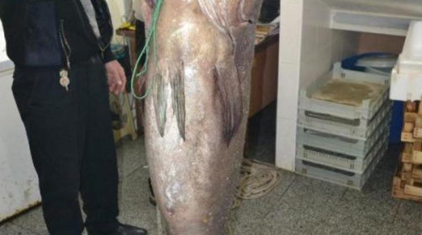 Saros K&ouml;rfezi&rsquo;Nde 66,5 Kiloluk Lagos Balığı Yakalandı