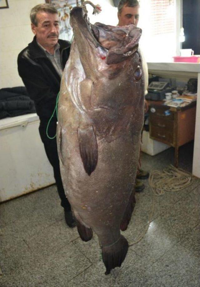 Saros Körfezi’Nde 66,5 Kiloluk Lagos Balığı Yakalandı 1