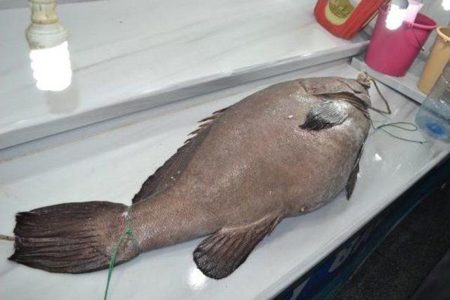 Saros Körfezi’Nde 66,5 Kiloluk Lagos Balığı Yakalandı 2