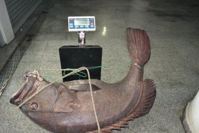 Saros Körfezi’Nde 66,5 Kiloluk Lagos Balığı Yakalandı 3