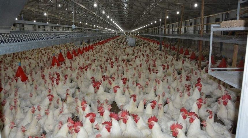 Gezen Tavuk Uyarısı