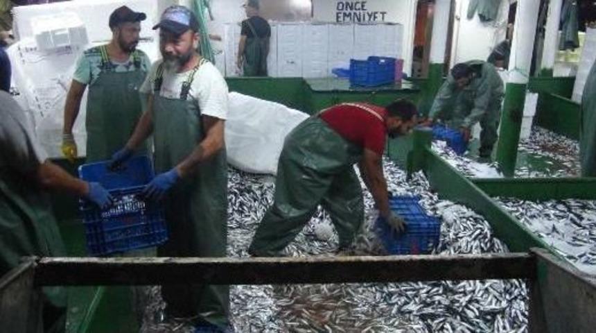 Bir Tekneyle 2 Saatte 1250 Kasa Sardalya Avlandı