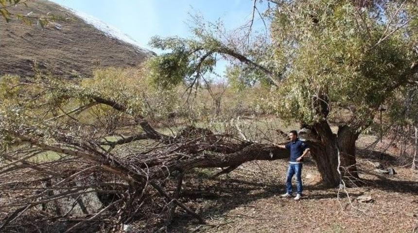 Yağışlar Asırlık &Ccedil;eviz Ağa&ccedil;larını Vurdu
