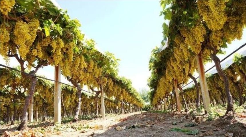 Sarıg&ouml;l&rsquo;&uuml;n Gerdanlık Gibi &Uuml;z&uuml;mleri Alıcı Bekliyor