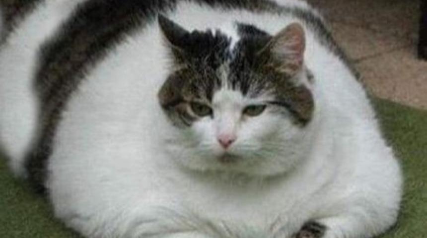 Metabolizma Nasıl Hızlanır?