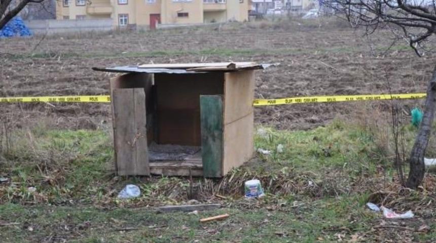 Minik Derviş'i, Sokak K&ouml;pekleri Par&ccedil;alamış