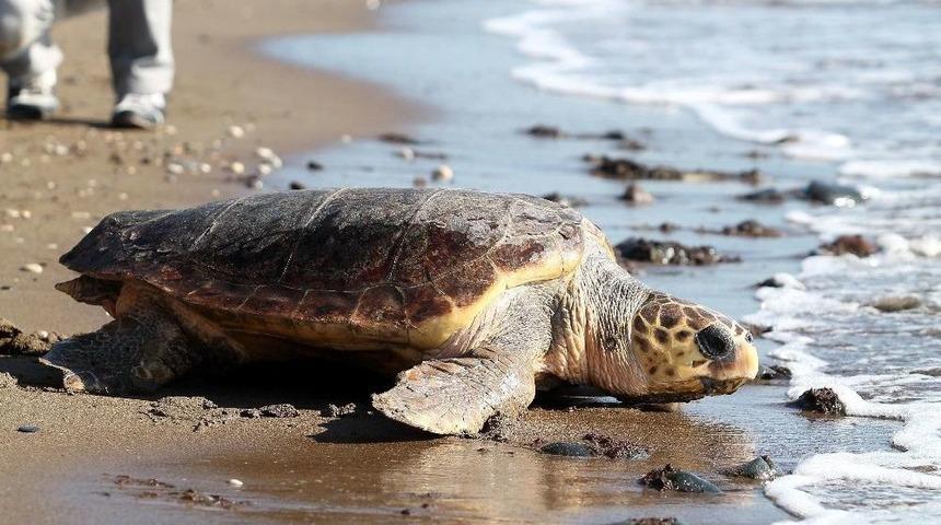 Ergene: &ldquo;deniz Kaplumbağalarını İnsanlar Saldırganlaştırıyor&rdquo;