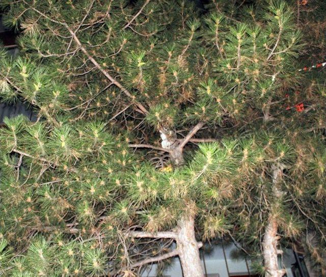 Elazığ’da Kedi Kurtarma Operasyonu