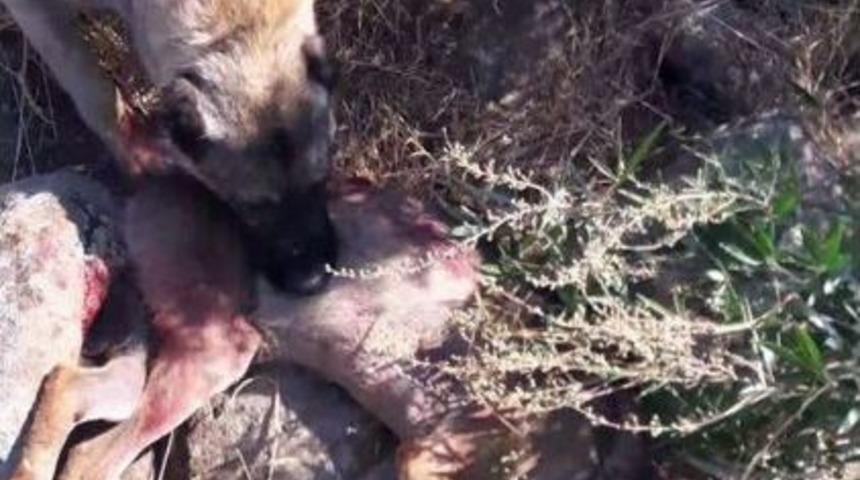 S&uuml;r&uuml;ye Saldırmak İsteyen Kurt &Ouml;ld&uuml;r&uuml;ld&uuml;