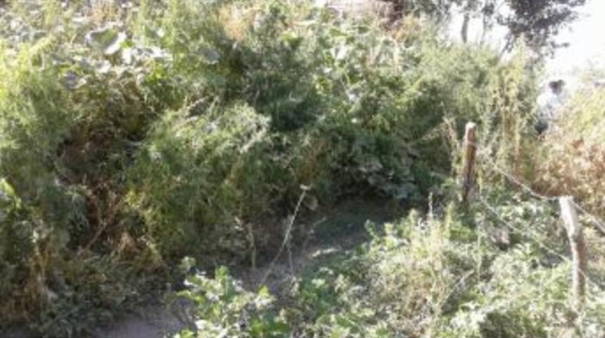 Y&uuml;ksekova&rsquo;da 2 Bin 315 K&ouml;k Kenevir Ele Ge&ccedil;irildi