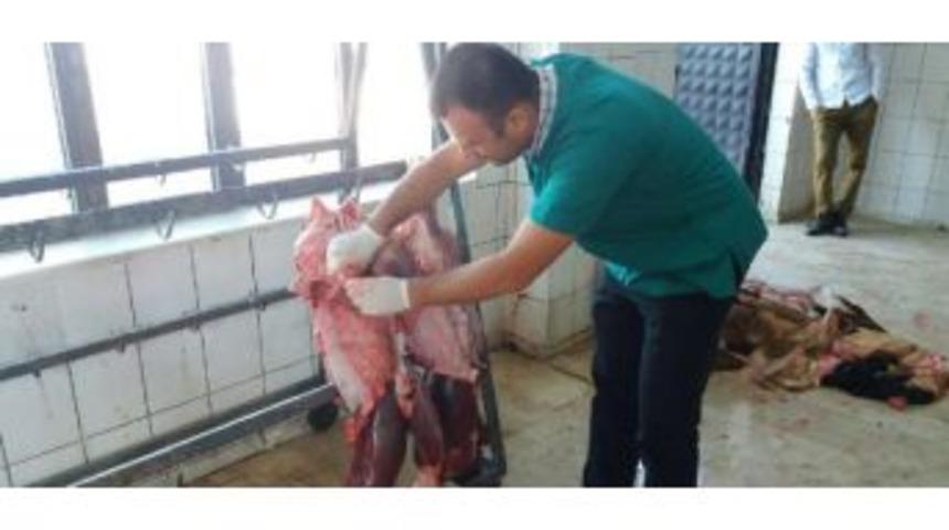 Ordu'da Şarbon Nedeniyle Uygulanan Karantina Tedbirleri Kaldırıldı