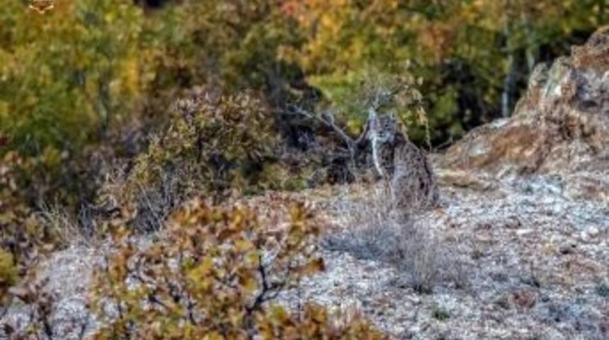Sivas’ta Vaşak Görüntülendi