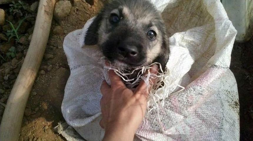 Yavru K&ouml;peği &Ccedil;uvala Koyup &Uuml;zerini Meyve Kasasıyla Kapatıp &Ouml;l&uuml;me Terk Ettiler