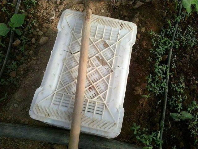 Yavru K&ouml;peği &Ccedil;uvala Koyup &Uuml;zerini Meyve Kasasıyla Kapatıp &Ouml;l&uuml;me Terk Ettiler 1